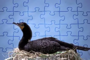 Double-crested Cormorants jigsaw puzzle