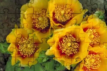 Eastern prickly pear cactus jigsaw puzzle