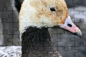 Emperor Goose jigsaw puzzle