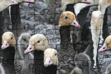 Emperor Goose Round-up jigsaw puzzle