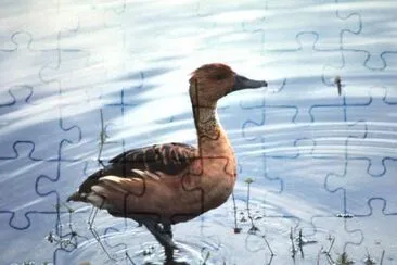 Fulvous Whistling Duck jigsaw puzzle