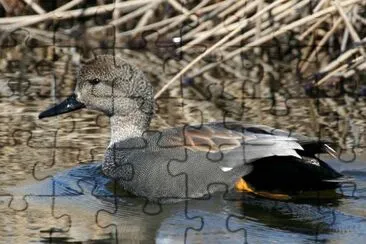 Gadwall Drake jigsaw puzzle