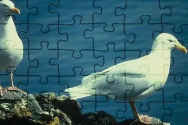 Glaucous Gulls jigsaw puzzle