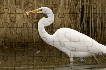 Great egret catches fish jigsaw puzzle