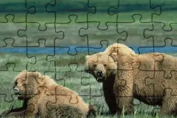 Grizzly Bears jigsaw puzzle