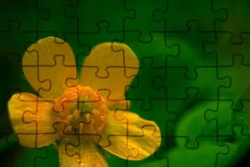 Hairy Buttercup jigsaw puzzle