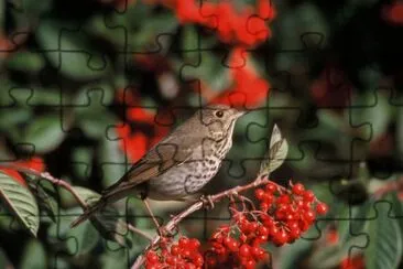 Hermit Thrush jigsaw puzzle