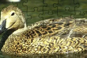 King Eider Hen jigsaw puzzle