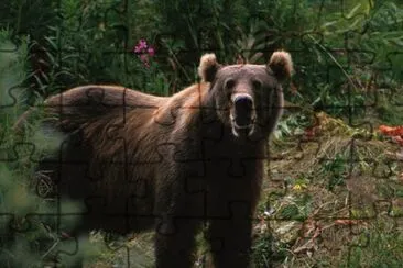 Kodiak Brown Bear jigsaw puzzle