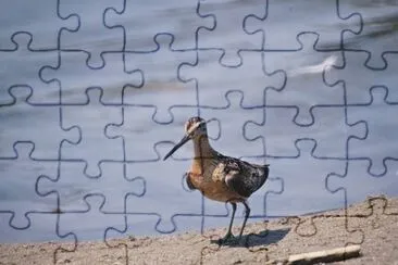 Long-billed Dowitcher jigsaw puzzle