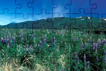 Lupines on Kodiak jigsaw puzzle