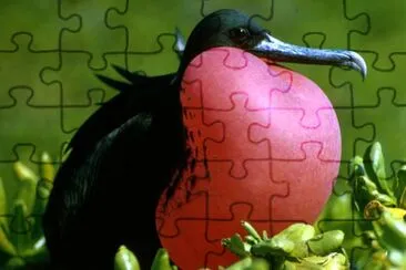 Magnificent Frigate Bird jigsaw puzzle