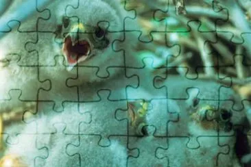 Merlin Chicks in Nest jigsaw puzzle