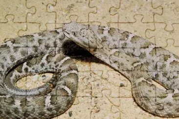 Mexican Ridged Nosed Rattlesnake jigsaw puzzle