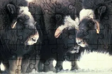 Muskox Up Close on Nunivak Island jigsaw puzzle