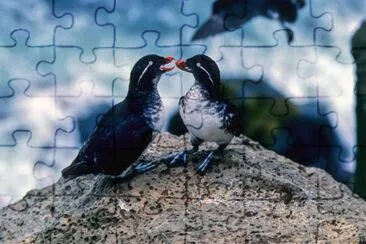 Parakeet Auklets jigsaw puzzle