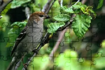 Cardinal des pins