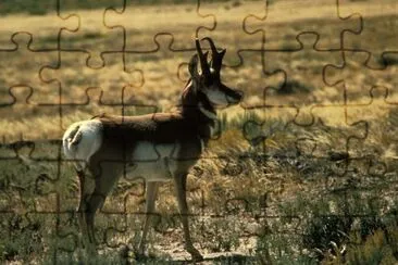 Antílope Pronghorn