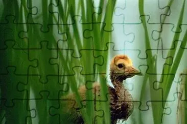 Sandhill Crane Colt in Marsh jigsaw puzzle