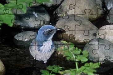 Scrub Jay, Western jigsaw puzzle