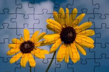 Sunflower jigsaw puzzle