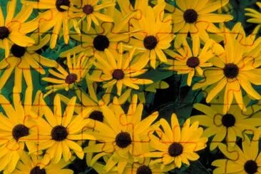 Sweet black-eyed susan jigsaw puzzle