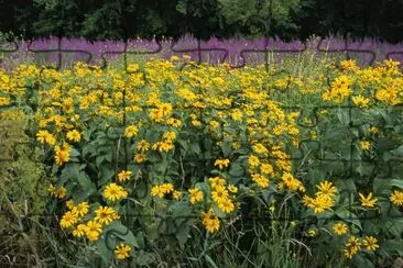 Wildflowers and invasive in National Wildlife Refuge jigsaw puzzle