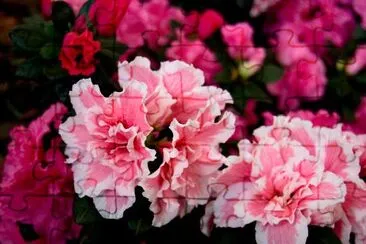 Carnation jigsaw puzzle