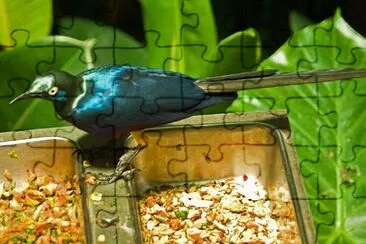 Blue Bird jigsaw puzzle