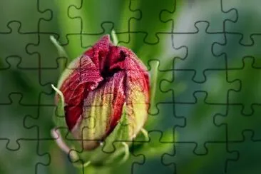 Flower Bud jigsaw puzzle