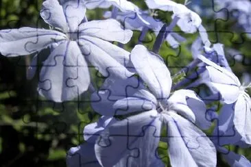 Blue Flowers Blossom jigsaw puzzle