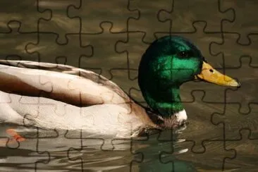 A Duck jigsaw puzzle