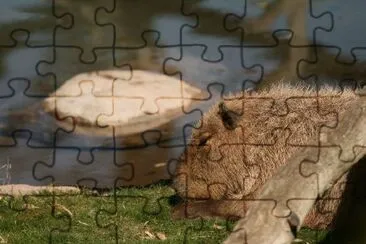 Capybara jigsaw puzzle