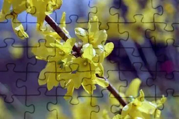 Forsythia jigsaw puzzle