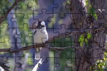 Kookaburra  jigsaw puzzle