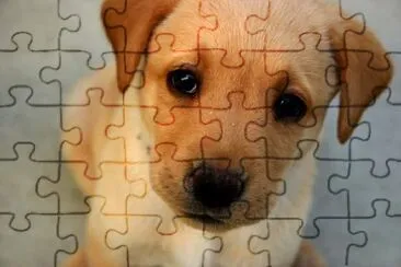 Golder retriever puppy jigsaw puzzle