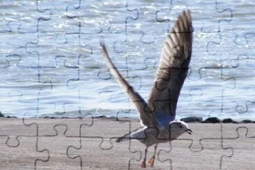 Seagull jigsaw puzzle