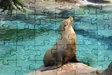 Foca