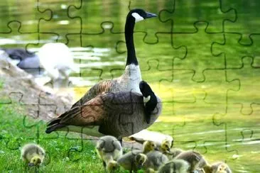 Goose jigsaw puzzle