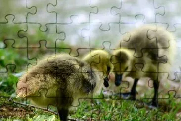 Gosling and a miror jigsaw puzzle