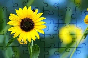 Sunflowers jigsaw puzzle