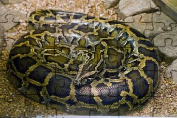 Serpent python