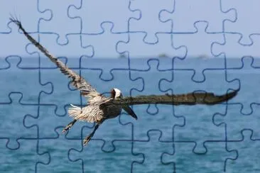 Brown Pelican jigsaw puzzle