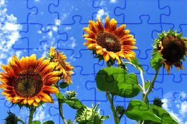 Sunflowers jigsaw puzzle