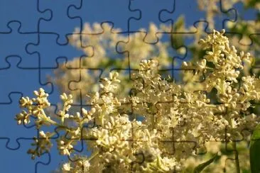 Flowers jigsaw puzzle