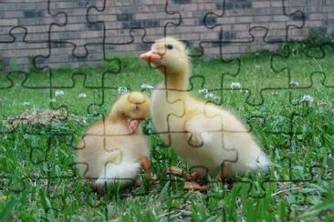 Ducks jigsaw puzzle