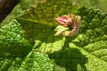 Leaves jigsaw puzzle