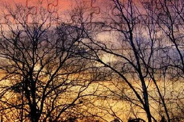 Bare Trees jigsaw puzzle