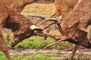 Deer jigsaw puzzle