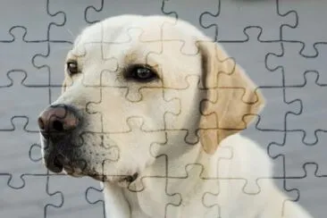 Labrador jigsaw puzzle